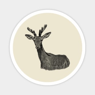 Red deer Magnet